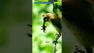 Inocent bird ☠️ shortsviralshrike