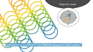 Looking for an alternative to ChIP-seq?  Try CUTANA™  ChIC / CUT&RUN sequencing!