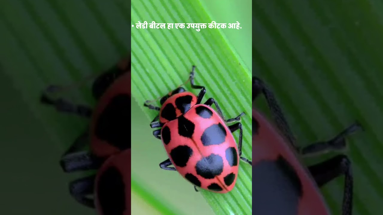 🐞 हा कीटक शत्रू नाही&hellip; मित्र आहे! #marathischool #zpschool #kidseducatio #education