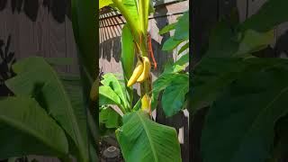 When you are tired of waiting, you take matters into your own hands #bananas #bananatree