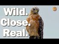 A juvenile Red-shouldered Hawk gave me one moment — and I caught it