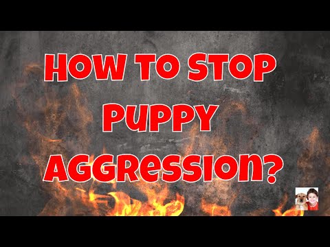 How to Stop Puppy Aggression | How to Stop German Shepherd Puppy Aggression