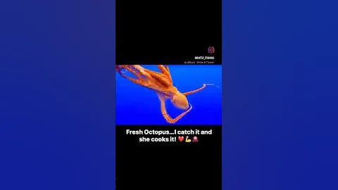 Octopus from Guam. I catch it & she cooks it…can’t get any fresher than this. #aftco #fishing #guam