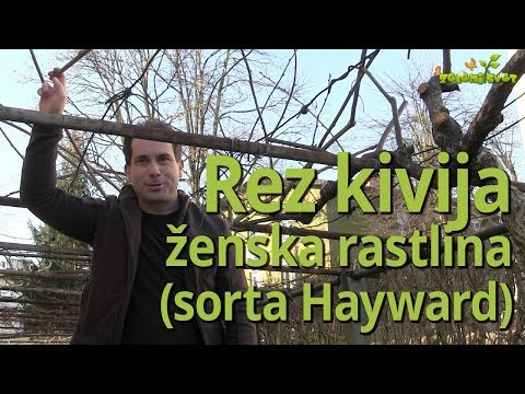 Video: Pobiranje sadja kivija - kdaj in kako nabrati kivi