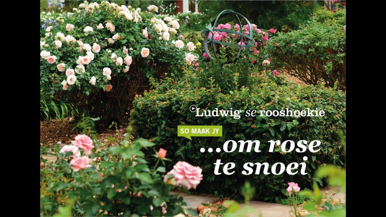 Hoe om rose te snoei