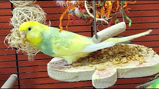 budgie sounds