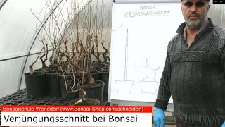 Bonsai schneiden: Verjüngungsschnitt