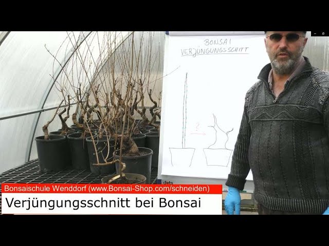 Bonsai schneiden: Verjngungsschnitt