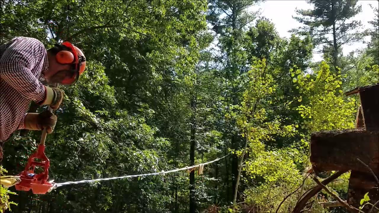 Taking down a big pine tree, with a more power puller and wedges and a ...