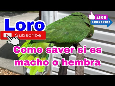 Video: Cómo quitar las manchas de las patas de perro