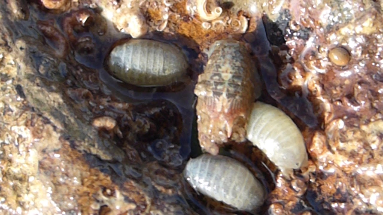 Dynamene bidentata an Isopod