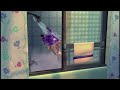 End of video