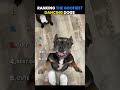 Ranking the Goofiest Dancing Dogs🐶