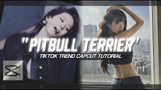 Pitbull Terrier Tiktok Trend Capcut Edit Tutorial