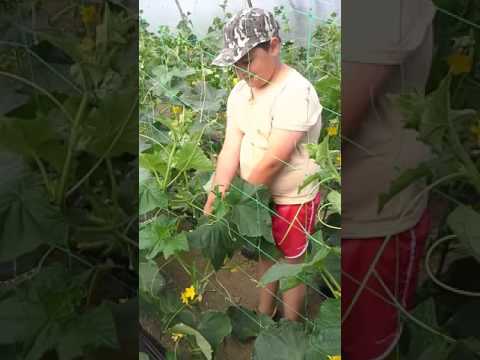 Videó: Hogyan Etessük A Virágzó Uborkát?