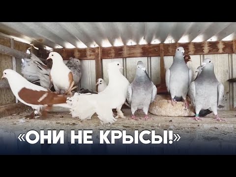 Отношение общества к голубям старается изменить семья из Австралии