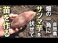 【自然農】まだ間に合う！畑の一角でさつま芋苗を育てる方法　2025年3月19日【natural farming】