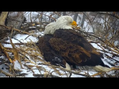MN DNR Eagles ~ Unusual Double Incubation Of Eggs By Mom & Dad DNR! 2.24.22