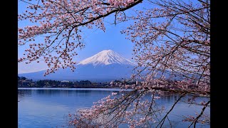 春を想う（４Ｋ）＃Thinking of spring#富士山#Mt Fuji＃梅の花＃桜＃茶畑＃棚田＃芝桜＃忍野村＃水田＃北アルプス＃Plum blossom＃cherry blossoms＃白馬村