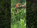 part 1.The young man Nam harvested cucumbers, beans, bitter melon, and bananas from his garden to s
