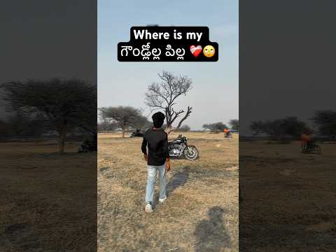 Where is my గౌండ్లోల్ల పిల్ల …#shorts #trending #youtubeshorts #folk #viral #ytshorts #telugusongs