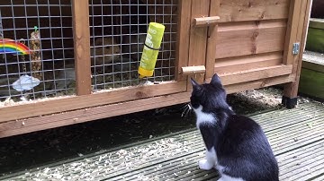 Kitten meets Guinea pigs for the first time!