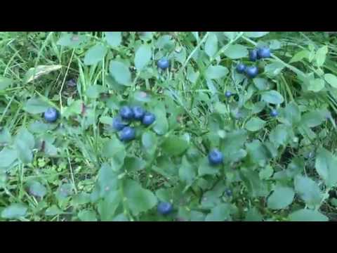 ягоды черники фото