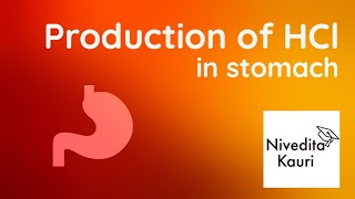 Production Of Hydrochloric Acid In Stomach Nivedita Kauri