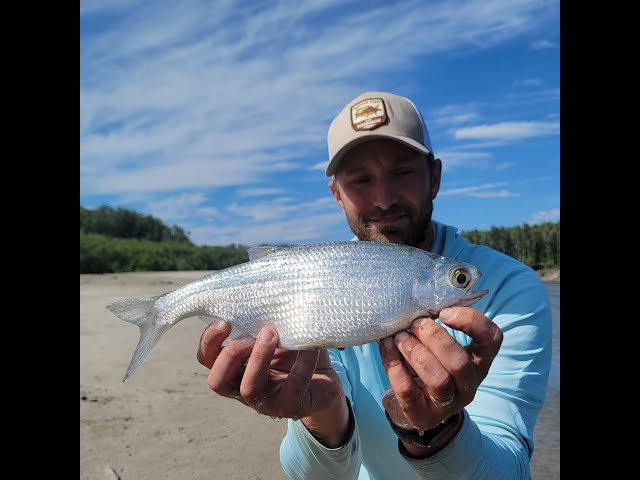 Minnesota's Native Fish: Shifting the 