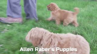 Allen Raber's Goldendoodle Puppies