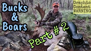 Bucks & Boars  Part 2  Fallow Deer Rut Hunting Adventures 2021