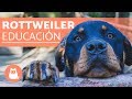 Cómo educar a un rottweiler