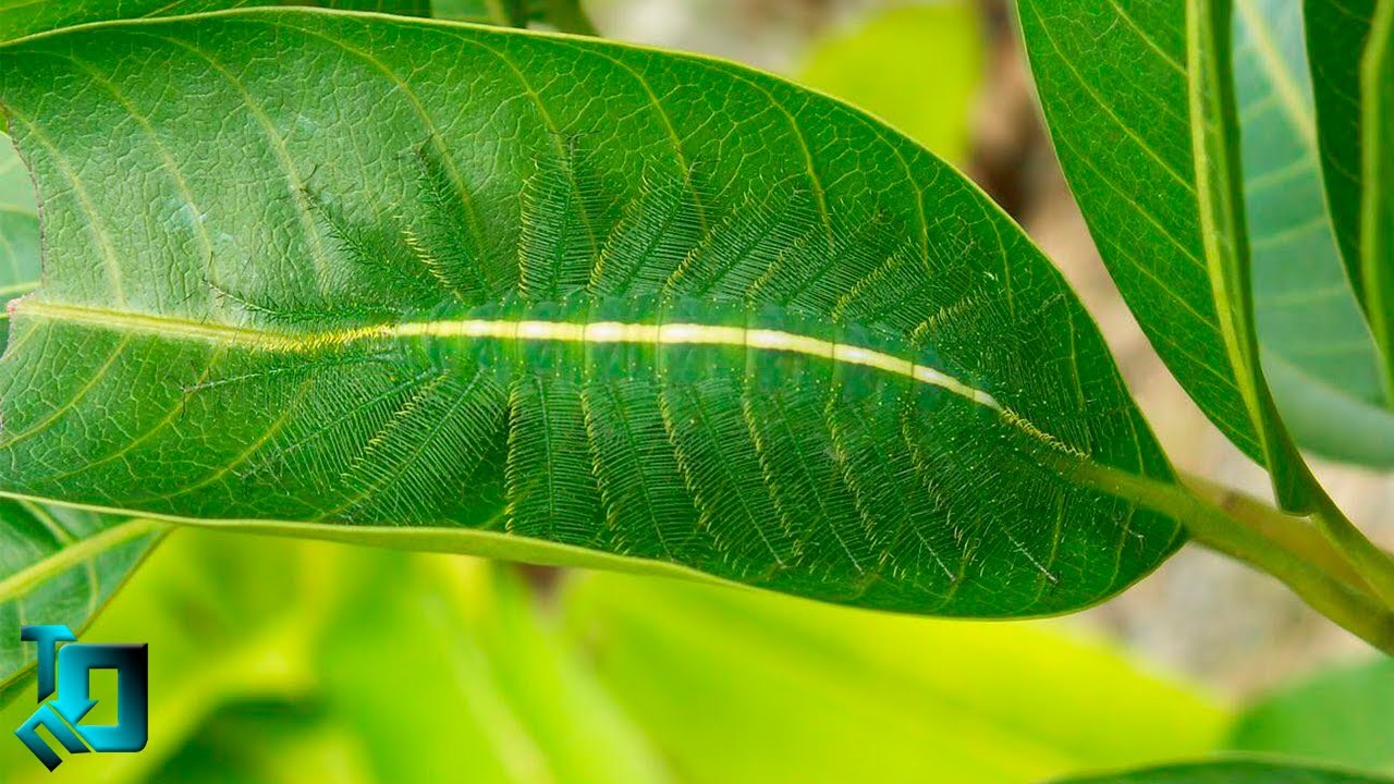 Гении Маскировки Животного Мира / Животные-Невидимки