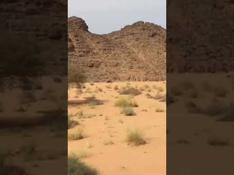 على عروش من ورق جلس الدمى 