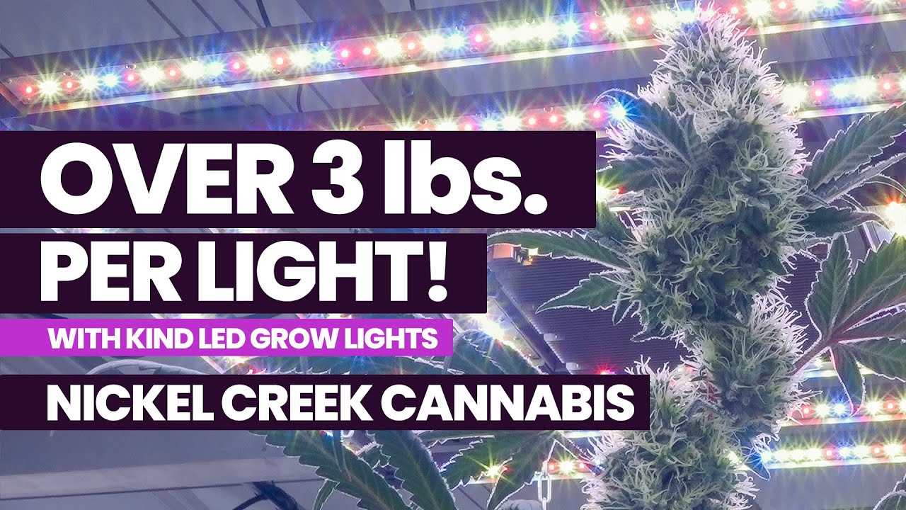 Over 3 lbs. per Light with LED! Commercial Cannabis Grow at Nickel Creek with Kind LED