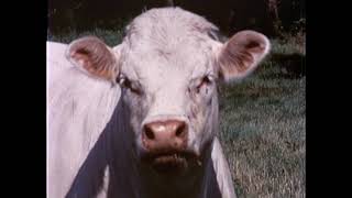 Tomorrow's Beef Today and Other Jerry Litton Footage - 1970, 1974