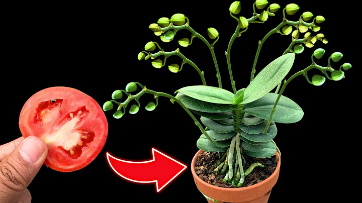 Just 1 slice of tomato, many orchid buds will magically grow on the same branch - DayDayNews