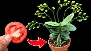 Just 1 slice of tomato, many orchid buds will magically grow on the same branch