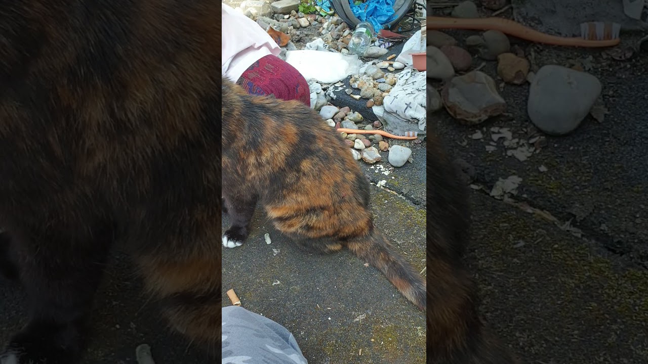 cat minding her own business 