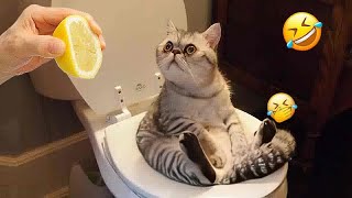 😹❤️ Best Cats Videos 😆🐱 Funny Animal Moments #7