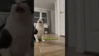 Cats Interpret Our Departure Differently