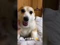 【犬】紛れて「おさんぽ」言ってみた😂 #くきたん #犬 #shorts
