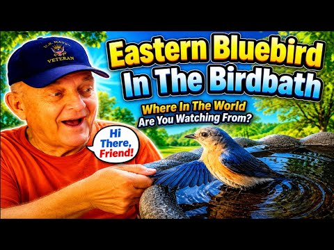 Eastern Bluebird in the Birdbath 5 10 2026