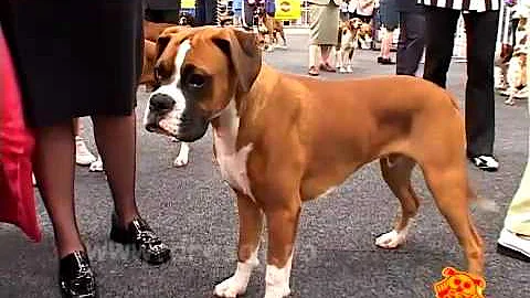 Pet Zone    Prezentare  Boxer  -     Mirela Mincu ...