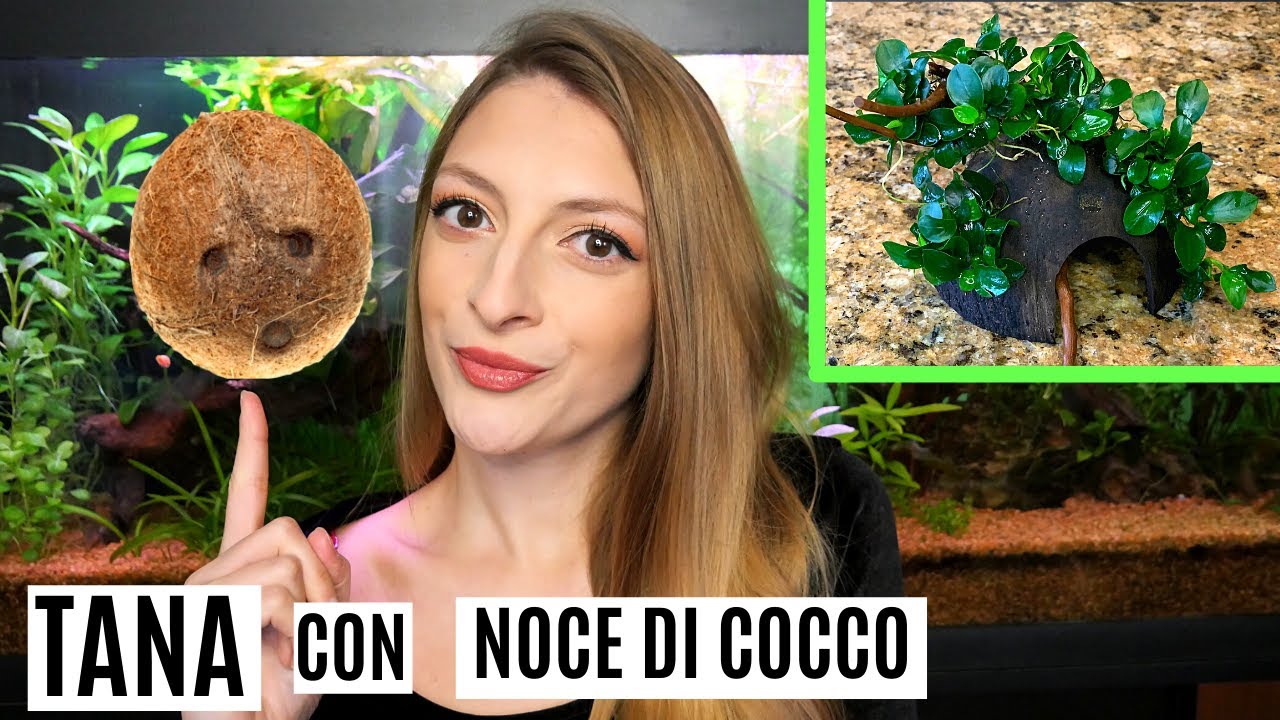 🐠 TANA con NOCE DI COCCO per l'acquario 🥥