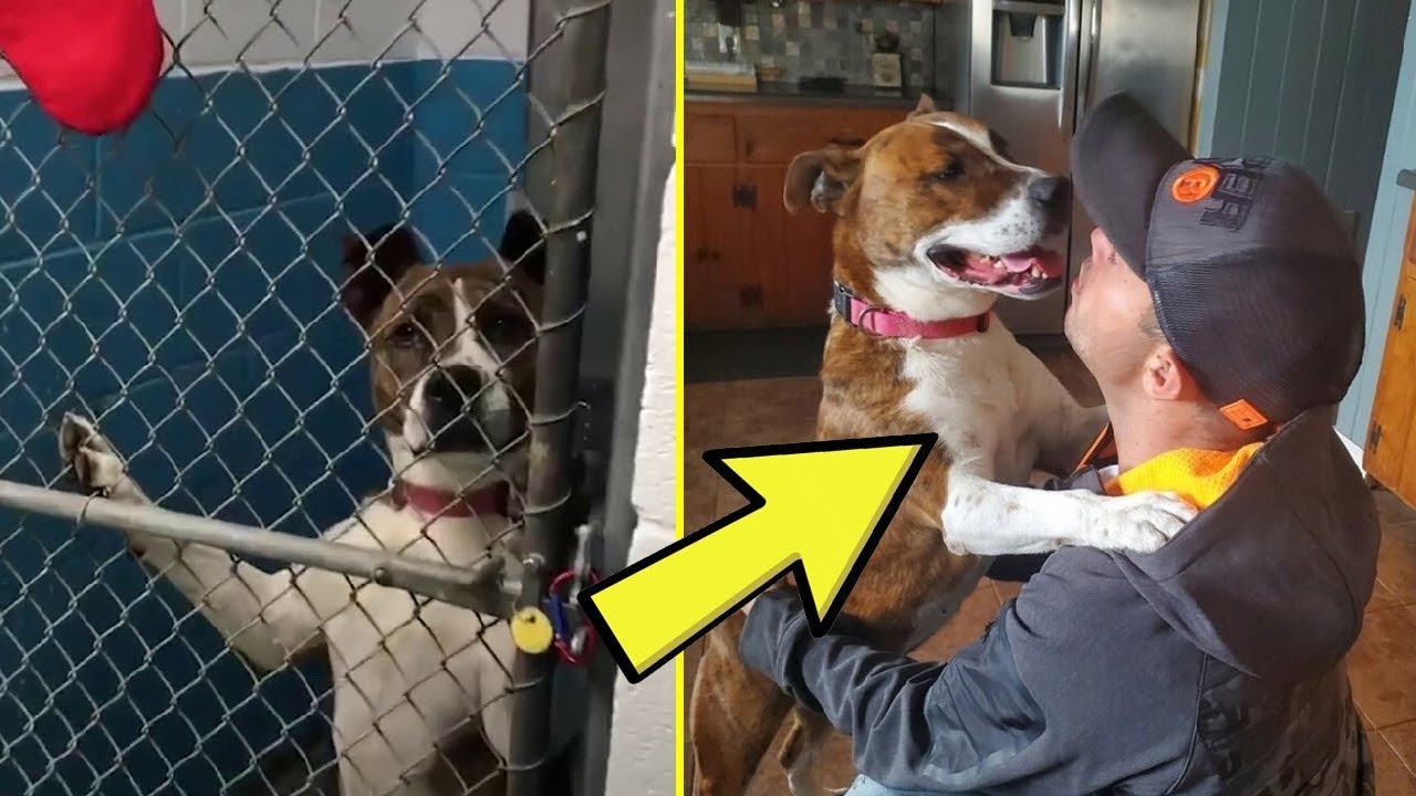 Dog In Shelter For 500 Days Bounces With Excitement Leaving With New ...