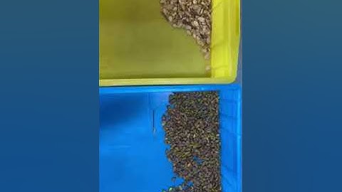 chutes color sorter machine for pistachio nut