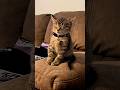 Cat, What Kind of Sleeping Position Is That?! 😹🐱😴🤯 #cat #catvideos #funny #youtubeshorts #shorts