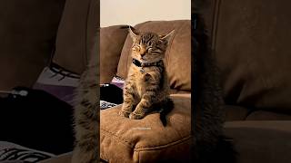 Cat, What Kind of Sleeping Position Is That?! 😹🐱😴🤯 #cat #catvideos #funny #youtubeshorts #shorts