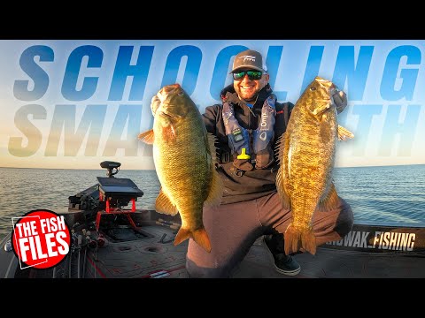 MAXIMIZING Schooling Smallmouth (INSANE FISH FLURRY)